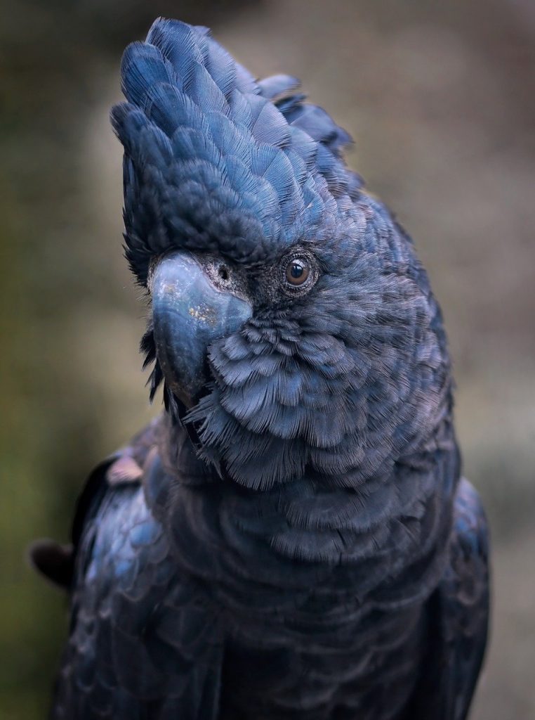 cockatoo, bird, avian